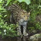 Amur_Leopard_07_TGS_Zupanc.jpg