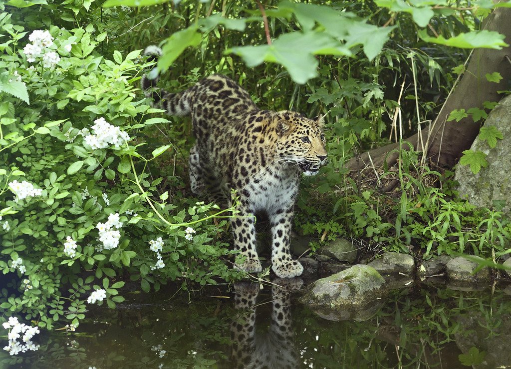 Amur_Leopard_08_TGS_Zupanc.jpg