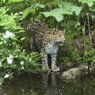 Amur_Leopard_08_TGS_Zupanc.jpg