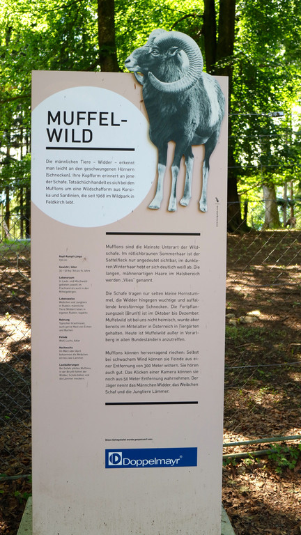 KOE_Wildpark Nachwuchs Juni 3.jpg