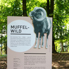 KOE_Wildpark Nachwuchs Juni 3.jpg