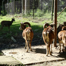 KOE_Wildpark Nachwuchs Juni 4.jpg