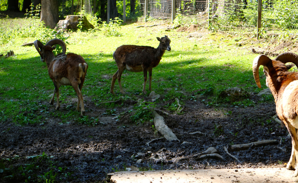 KOE_Wildpark Nachwuchs Juni 6.jpg