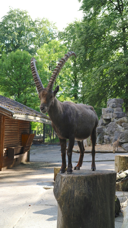 KOE_Wildpark Nachwuchs Juni 10.jpg