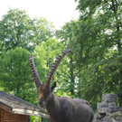 KOE_Wildpark Nachwuchs Juni 10.jpg