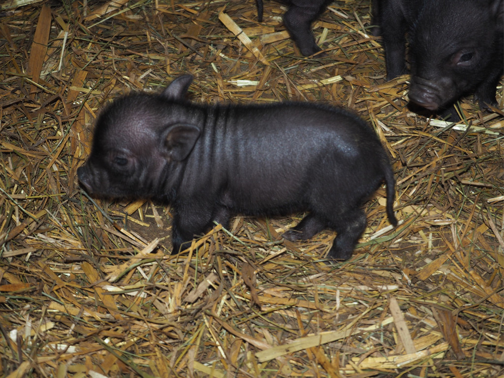 KOE_Wildpark Nachwuchs Juni 12.jpg