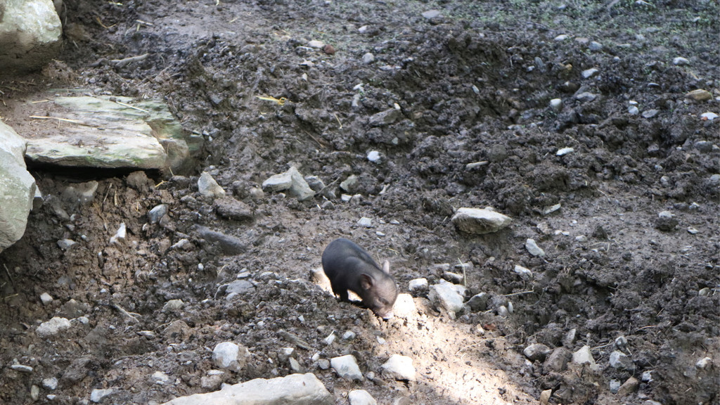 KOE_Wildpark Nachwuchs Juni 13.jpg