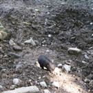 KOE_Wildpark Nachwuchs Juni 13.jpg