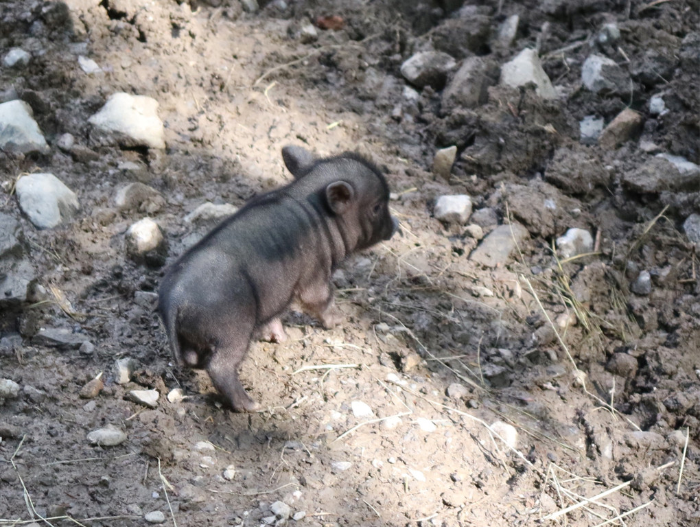 KOE_Wildpark Nachwuchs Juni 14.jpg
