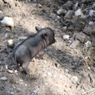 KOE_Wildpark Nachwuchs Juni 14.jpg