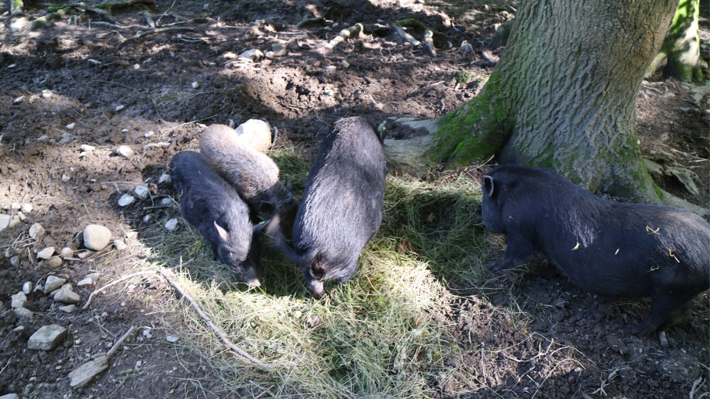 KOE_Wildpark Nachwuchs Juni 15.jpg