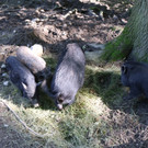 KOE_Wildpark Nachwuchs Juni 15.jpg