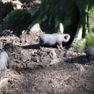 KOE_Wildpark Nachwuchs Juni 16.jpg