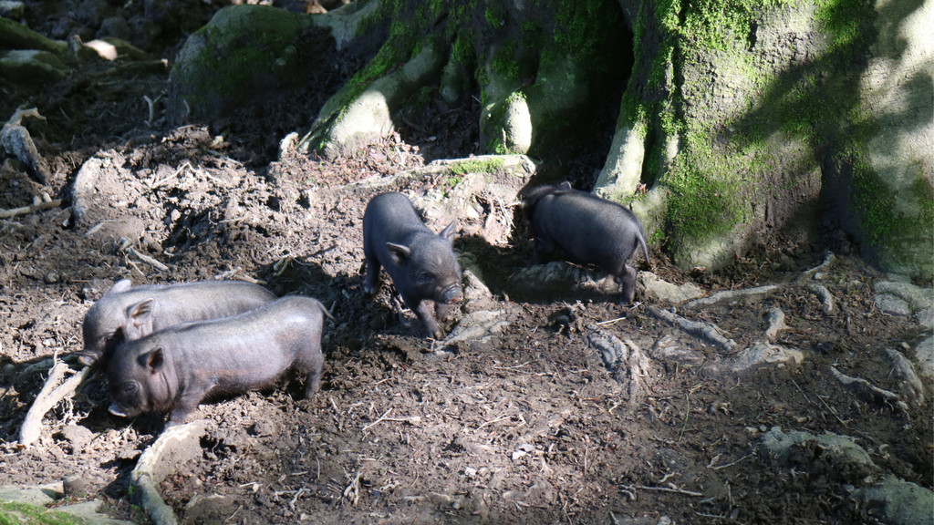 KOE_Wildpark Nachwuchs Juni 17.jpg