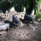 KOE_Wildpark Nachwuchs Juni 17.jpg