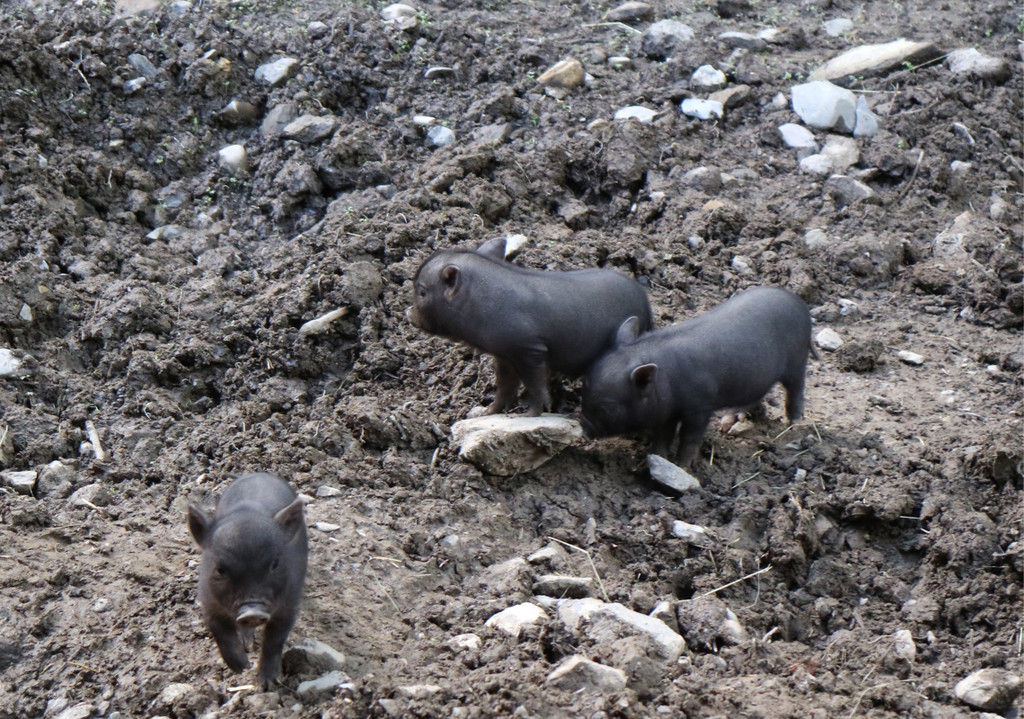 KOE_Wildpark Nachwuchs Juni 18.jpg