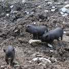 KOE_Wildpark Nachwuchs Juni 18.jpg