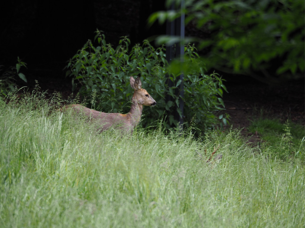 KOE_Wildpark Nachwuchs Juni 19.jpg