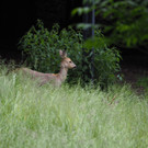 KOE_Wildpark Nachwuchs Juni 19.jpg