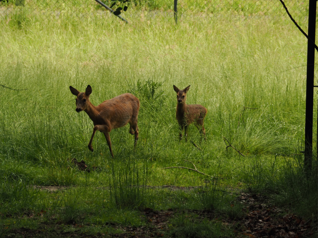 KOE_Wildpark Nachwuchs Juni 20.jpg
