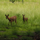 KOE_Wildpark Nachwuchs Juni 20.jpg
