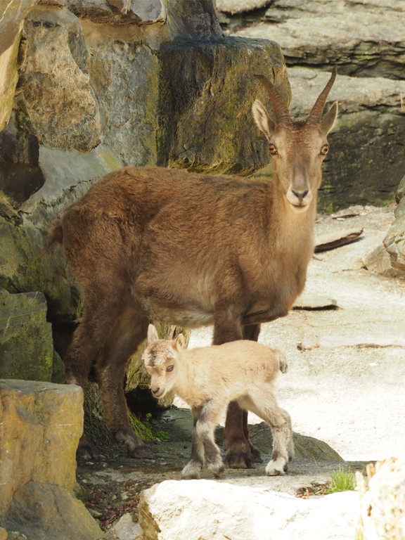 KOE_Wildpark Nachwuchs Juni 21.jpg