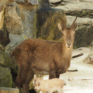 KOE_Wildpark Nachwuchs Juni 21.jpg