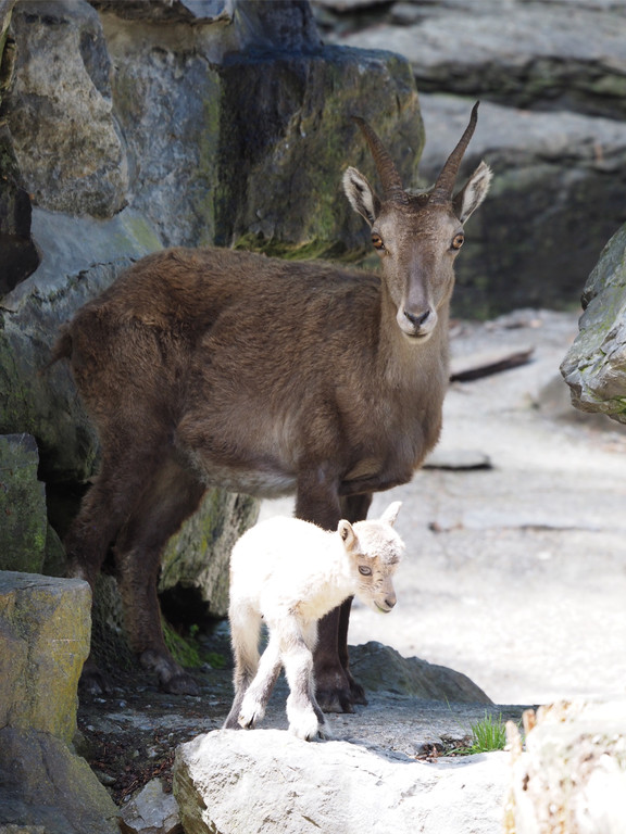 KOE_Wildpark Nachwuchs Juni 22.jpg