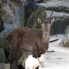 KOE_Wildpark Nachwuchs Juni 22.jpg