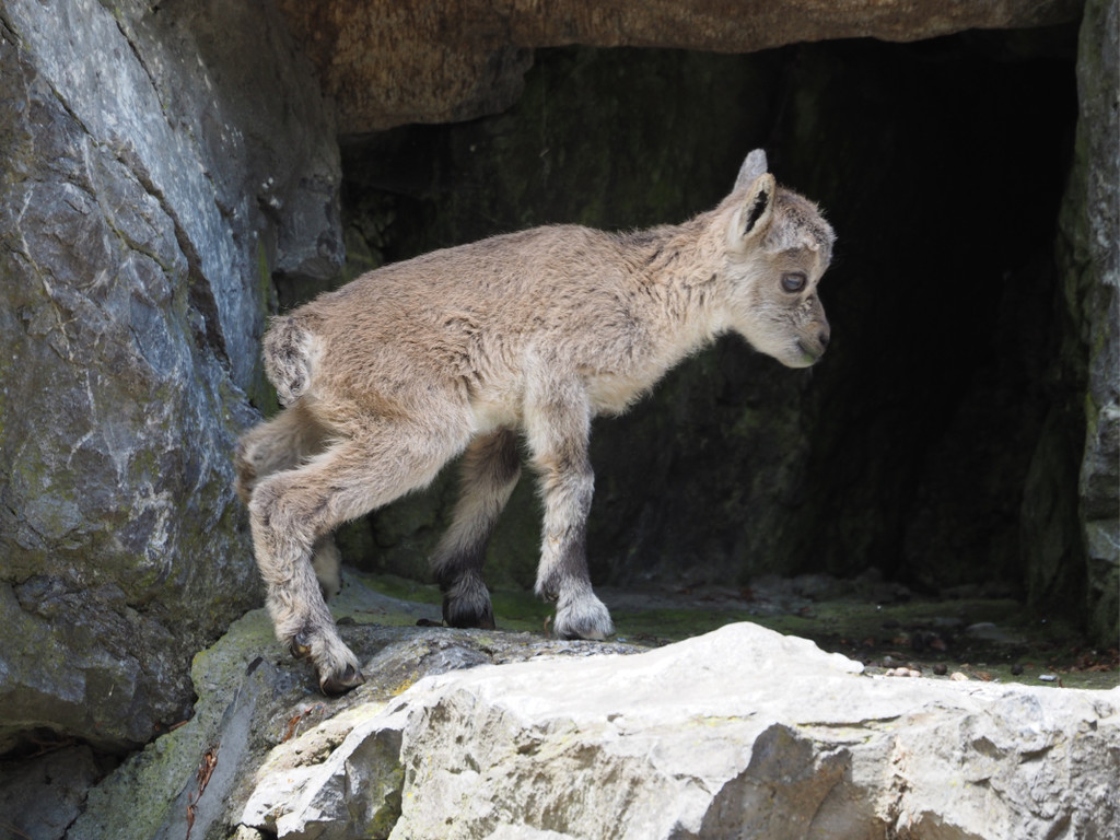 KOE_Wildpark Nachwuchs Juni 23.jpg
