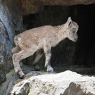 KOE_Wildpark Nachwuchs Juni 23.jpg