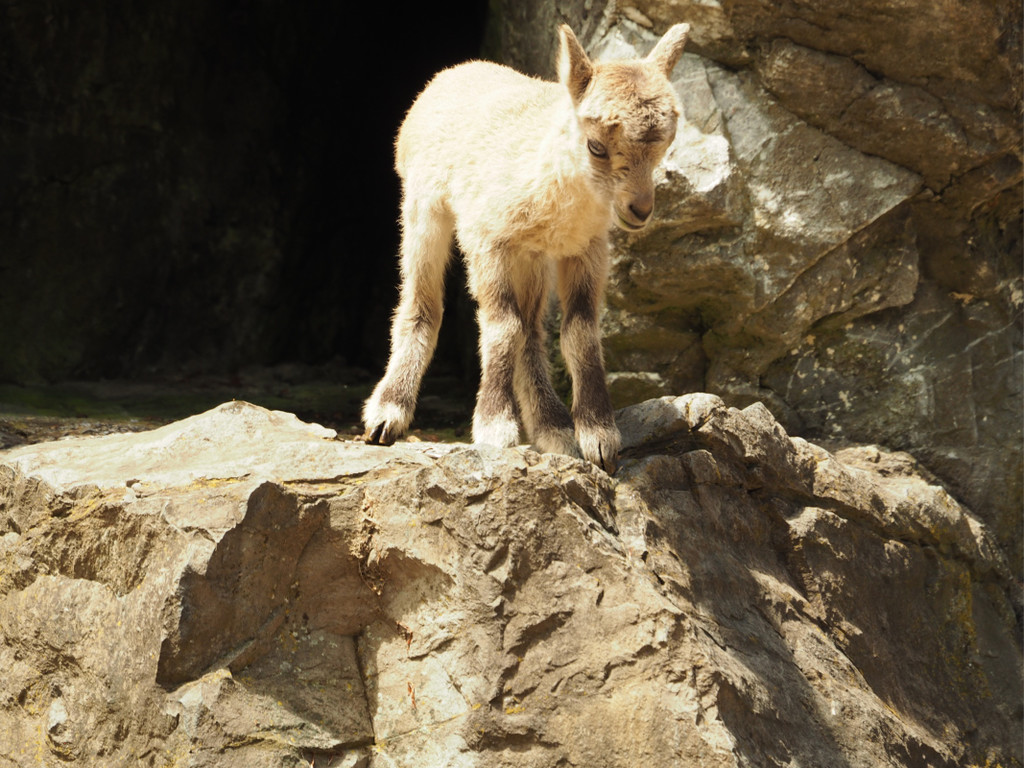 KOE_Wildpark Nachwuchs Juni 24.jpg