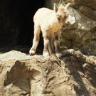 KOE_Wildpark Nachwuchs Juni 24.jpg