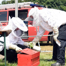 Bienen-Alarm am Rock In Vienna 2016