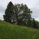 KOE_Abschied Pfadihuette Furx 2.jpg