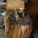 KOE_Abschied Pfadihuette Furx 53.jpg