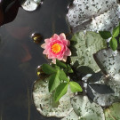 IMG_3296 _Large_.JPG
