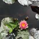 IMG_3296 _Large_.JPG