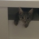 Katze Coco wird vermisst