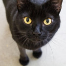 Katze Muki beim Wiener Tierschutzverein ausgesetzt: Rettung dank Not-OP