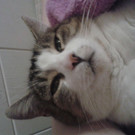 Lissy