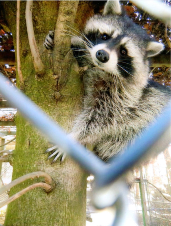 KOE_Wildpark Baubeginn Waschbaerengehege 2.jpg