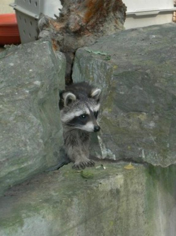 KOE_Wildpark Baubeginn Waschbaerengehege 3.jpg