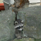 KOE_Wildpark Baubeginn Waschbaerengehege 3.jpg