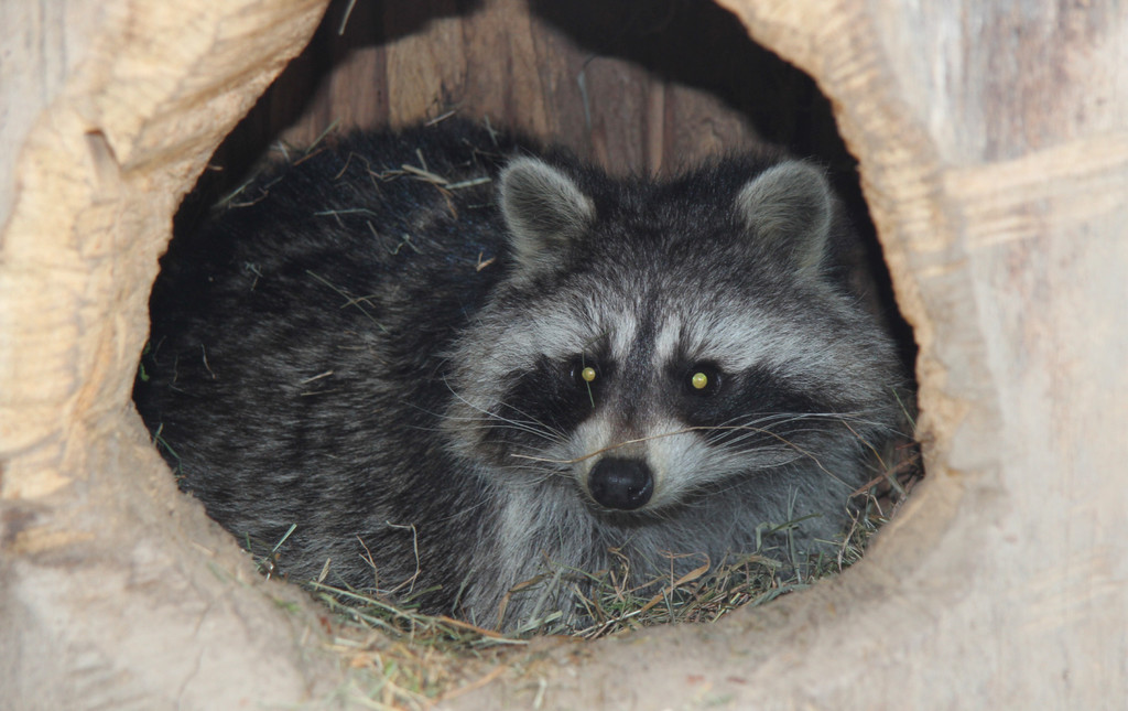 KOE_Wildpark Baubeginn Waschbaerengehege 4.jpg