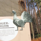 KOE_Wildpark Baubeginn Waschbaerengehege 11.jpg