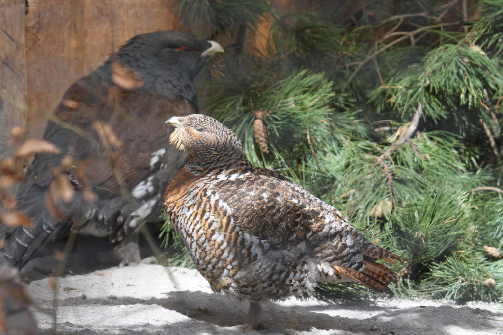 KOE_Wildpark Baubeginn Waschbaerengehege 12.jpg