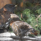 KOE_Wildpark Baubeginn Waschbaerengehege 12.jpg