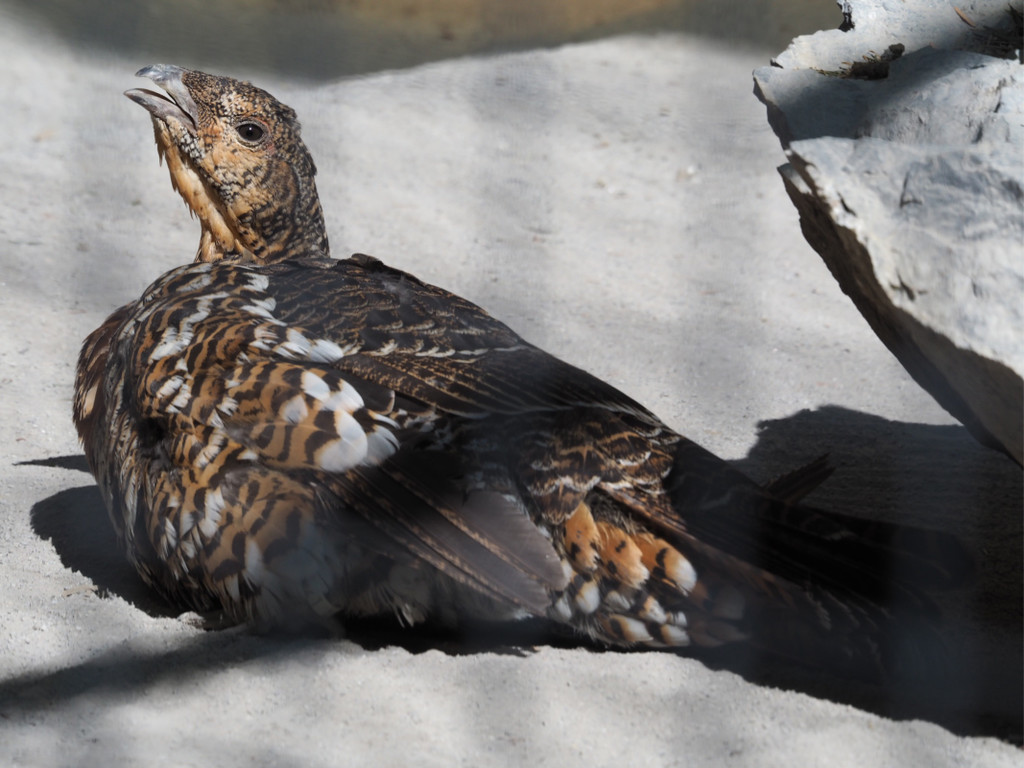 KOE_Wildpark Baubeginn Waschbaerengehege 13.jpg
