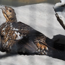 KOE_Wildpark Baubeginn Waschbaerengehege 13.jpg